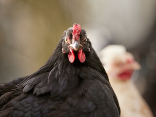 Wall Mural - Close up head shot of young black chicken