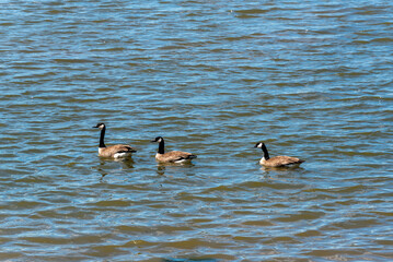 Sticker - Three Canada Geese Swimming On Fox River Near De Pere, Wisconsin