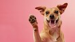 © Damian - Enthusiastic Chihuahua Puppy Eagerly Raising Its Paw, Captured on a Vibrant Pink Background, Exuding Joy and Excitement. Funny animal for banner, flyer, poster, card with copy space