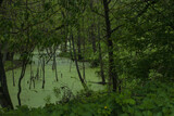 Fototapeta Big Ben - Swamp in the forest