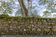 A stone wall in Ireland with moss growing on the top and trees in the background. 