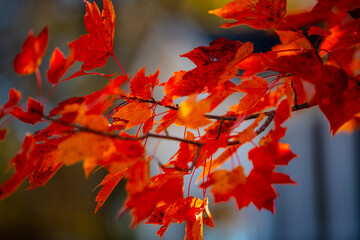 red maple leaves