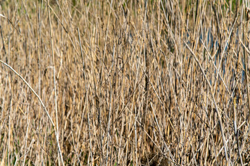 Dry grass by the lake