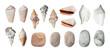 © shephotos - Sea shells and and sea pebble of various shapes set isolated. Summer vacation design element ocean, sea or beach. PNG with transparent background. Clipping path. Flat lay