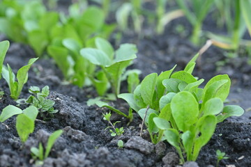 Spring lettuce sprouts on the ground, green sprouts in the vegetable garden, hobby gardening 