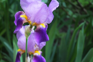 Wall Mural - floral background, beautiful iris flowers growing in the garden