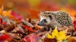 Hedgehog in Autumn. Wild, native, European hedgehog in natural woodland habitat and colourful Autumn or Fall leaves. Scientific name: 
