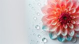 Fototapeta Londyn - a single flower surrounded by water droplets on a white surface