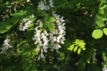 Wall Mural - acacia, spring acacia flower close-up, white spring flowers on acacia tree