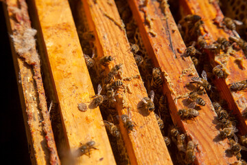 Wall Mural - Open hive showing the bees swarming on a honeycomb..