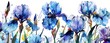 watercolor blue irises over white background,