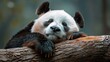   A panda bear perched atop a tree limb, its head reposing on a log