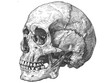 A skull is drawn in black and white coloring. Imitation sketch print. Illustration for cover, card, postcard, interior design, banner, poster, brochure or presentation.