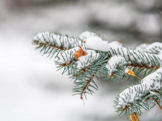 Wall Mural - Green fir branches in winter covered with snow. Branches of fir tree as background. Frosty spruce branches. Outdoor with snowy winter nature. Forest landscape