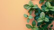 image of mint leaves on isolated pastel background Copy space, spa relaxation banner concept