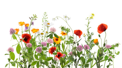 Wall Mural - Colorful meadow flowers on white background, banner design