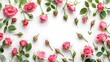 © Ziyan Yang - Rose flowers on white background with copy space for design, text. Top view of pink roses and rose buds.