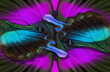 abstract pattern of tropical butterfly wings.