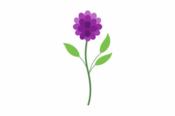 statice flower vector illustration