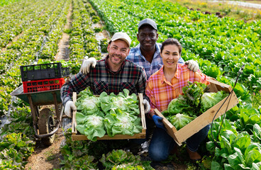 Canvas Print - Three positive multiethnic gardeners, men and woman, squatting on plantation with lettuce crop and smiling.