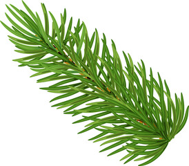 Wall Mural - Pine tree branch realistic  illustration. Fir twigs with green needles isolated on transparent background,png. Winter holiday evergreen decoration, spruce or cedar elements,