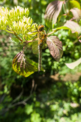 Wall Mural - Falkenlibelle (Cordulia aenea) im Garten