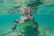 prehistoric aquatic predator american crocodile swimming in turquoise waters of jardines de la reina cuba