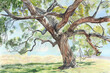 Australian blackwood (Acacia melanoxylon) (Colored Pencil) - Australia - a medium-sized evergreen tree with dark bark and fern-like foliage. It is valued for its durable timber 