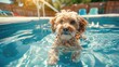 © buraratn - dog happily paddling in a pet-friendly pool, cooling off on a hot summer day.