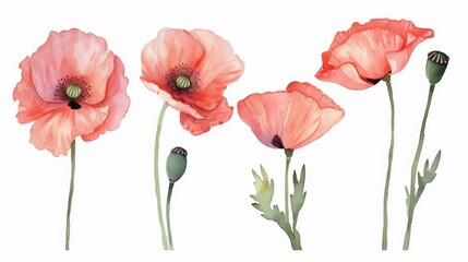 Wall Mural - Watercolor set of poppy flowers on a white background