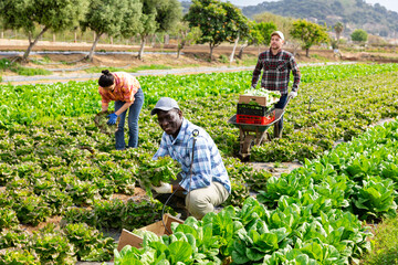 Wall Mural - Smiling african american farmer picking crops of green butterhead lettuce on field on sunny spring day happy with rich harvest..