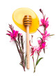 Honey dripping, pouring from wooden honey dipper spoon, isolated on white background. Close-up. Healthy organic liquid honey spill, decorated with gaura flowers. Top view, from above, vertical image