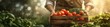 Farmers hands holding a wooden box full of fresh vegetables against a blurred green background with a copy space banner