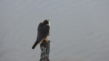 Canvas Print - A peregrine falcon in New Jersey