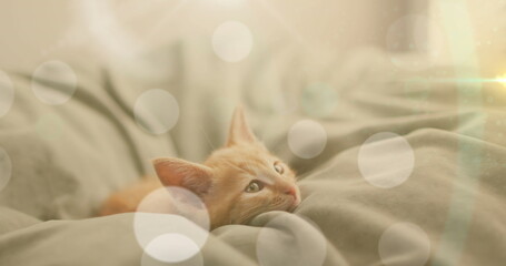 Wall Mural - image of light spots over pet cat lying in bed