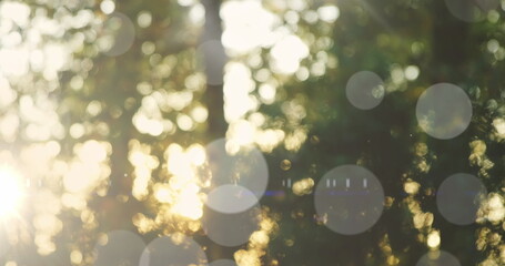 Wall Mural - image of light spots over trees in forest