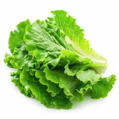 Wall Mural - resh roman cos lettuce isolated on a white background isolated on white background 