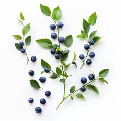 Wall Mural - resh honeysuckle blue berry isolated on white background with full depth of field.  