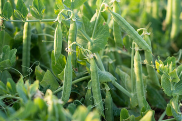 Wall Mural - green pea pods on a pea plants in a garden. Growing peas outdoors