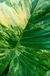 abstract green leaf texture, nature background, tropical Vertical image.