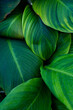 closeup nature view of green leaf texture, dark wallpaper concept, nature background, tropical Vertical image.