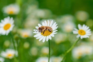 Poster - honey bee sitting on a flower chamomile blossom