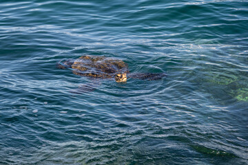 Wall Mural - Green sea turtle coming up for air while swimming in the blue waters of the pacific ocean around underwater lava rocks, Kamaole Beach Park II, Maui, Hawaii
