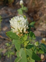 Wall Mural - Trifolium alexandrinum flower or Egyptian clover flower, berseem clover flower in the garden.Egyptian clover flower pattern background.