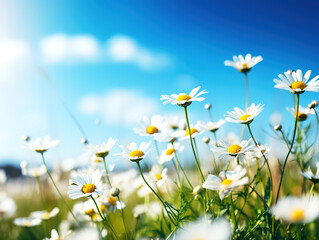 Sticker - White chamomiles with green grass