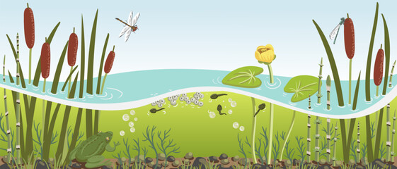 vector drawing river water, plants and frog, lesser bulrush, rough horsetail , yellow waterlily and dragonflies, underwater life, hand drawn illustration