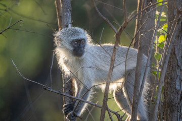 vervet monkey golden hour
