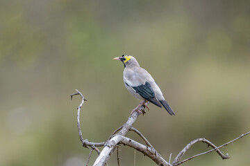 Wall Mural - Wattled Starling