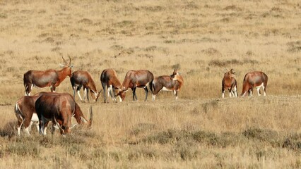 Poster - Herd of blesbok antelopes (Damaliscus pygargus) grazing in grassland, Mountain Zebra National Park, South Africa