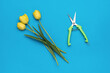 Three yellow tulips and scissors for cutting on a blue background.